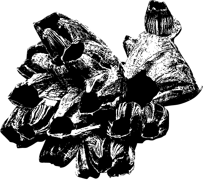Image of Barnicles